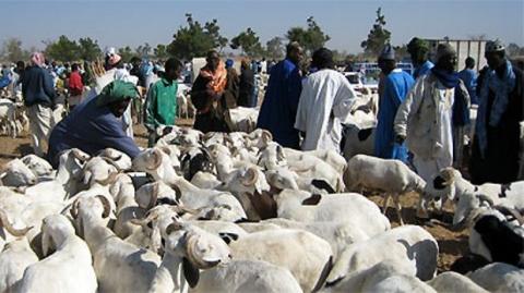 images_MOUTON
