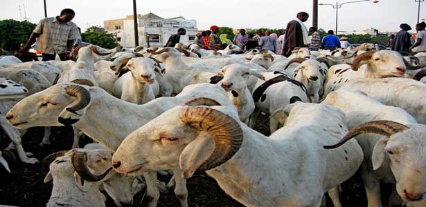 moutons