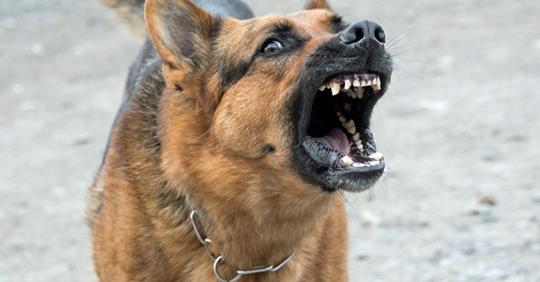 chien